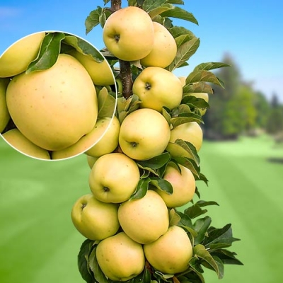 Jabłoń deserowa kolumnowa  GOLDEN DELICIOUS  z doniczki